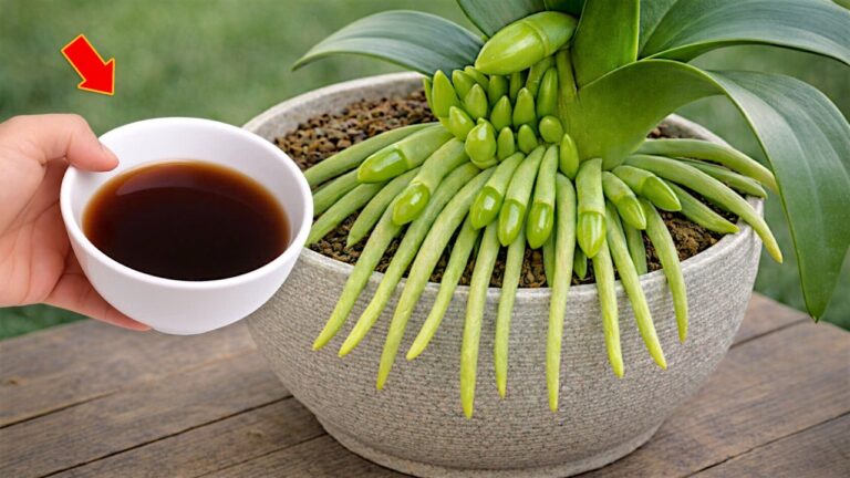 5 segreti per far fiorire le orchidee tutto l’anno senza sforzo!