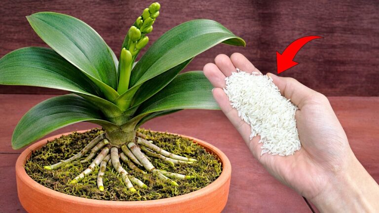 5 Segreti per Far Crescere le Tue Orchidee anche al Freddo!