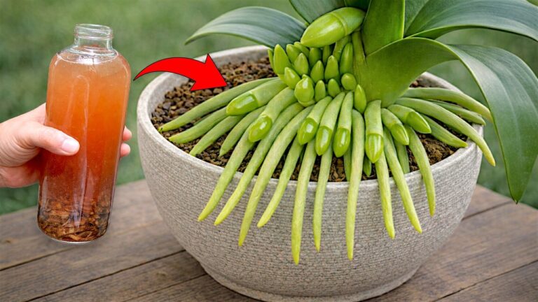 Fai fiorire la tua orchidea: 5 segreti per 100 rami tutto l’anno!