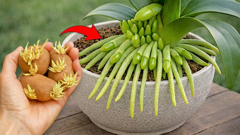Scopri 5 segreti per far fiorire orchidee forti e abbondanti!