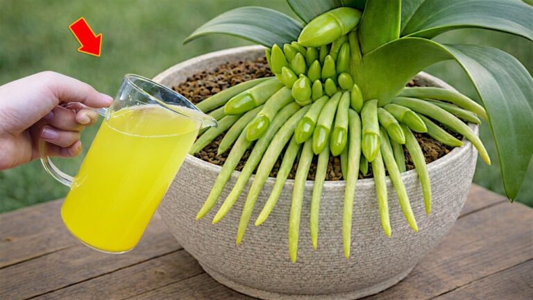 Scopri come far fiorire le orchidee tutto l’anno con 1 frutto!