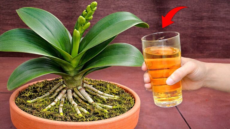 5 segreti per far fiorire le orchidee e avere radici sane! Scopri come.