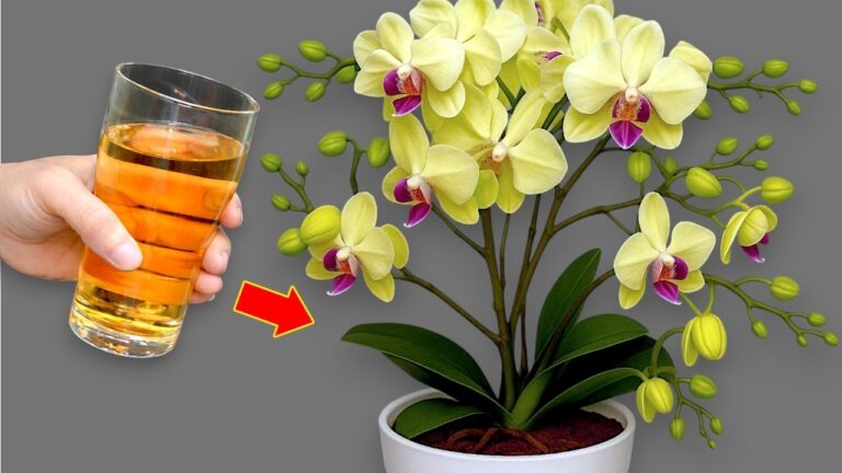 Rinforza le tue orchidee: scopri il segreto in 1 semplice cucchiaio!