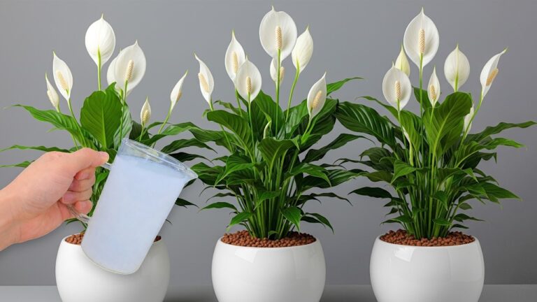 Scopri 1 trucco per far fiorire ogni pianta in casa tua!