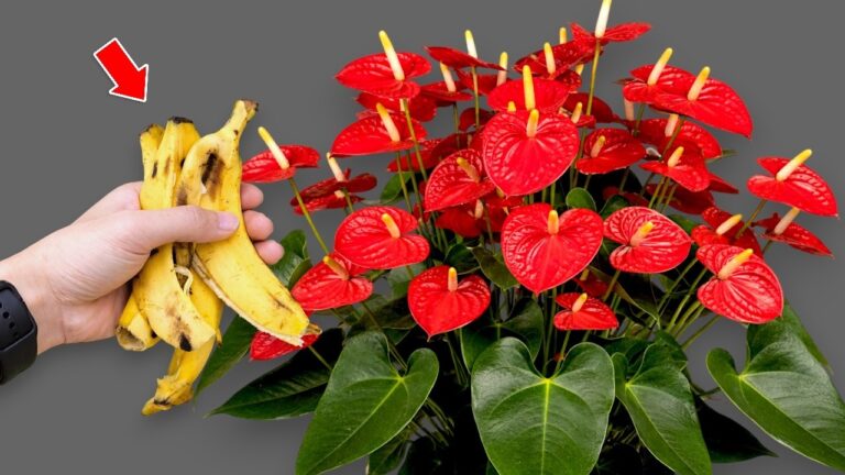 5 segreti per far fiorire gli Anthurium tutto l’anno! Scopri come ottenerli!