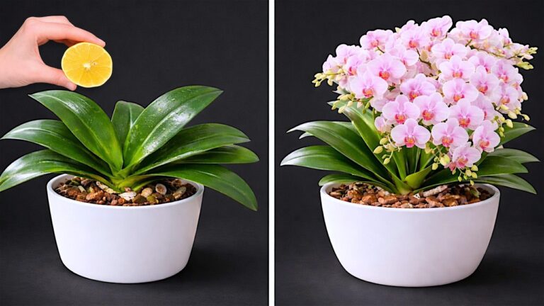5 segreti per far fiorire orchidee senza fiori: scopri come!