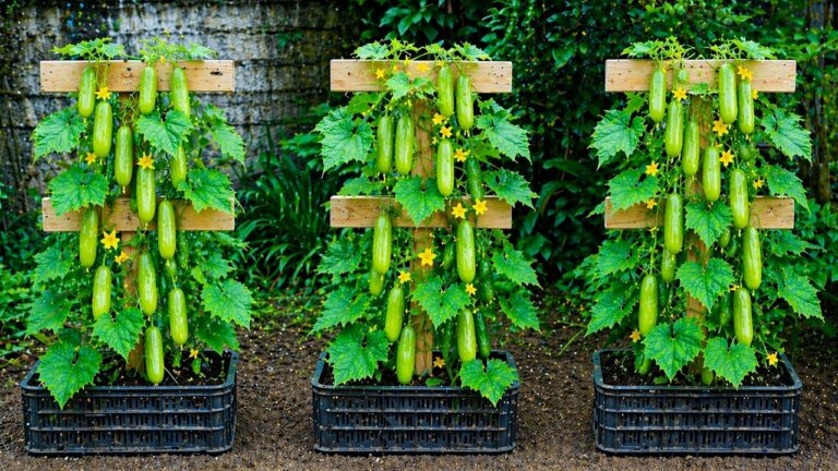 5 Idee per un Trellis Verticale di Cetrioli in Spazi Ristetti! Scopri come fare!