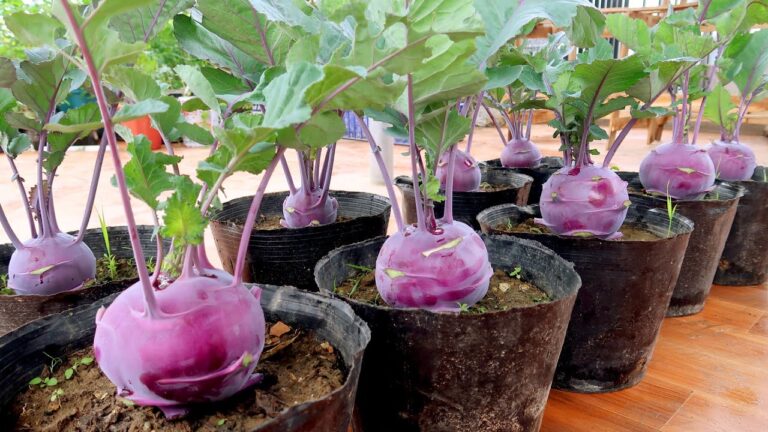 Scopri 5 modi per coltivare il delizioso kohlrabi viola a casa tua!