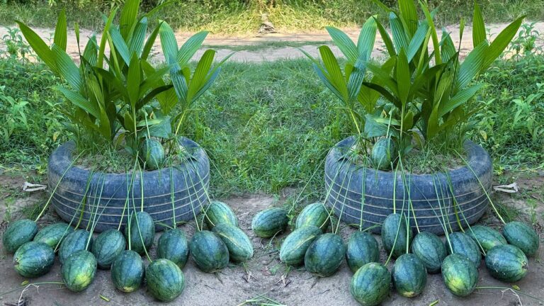 Crescita rapida: 5 segreti per coltivare angurie con il cocco!