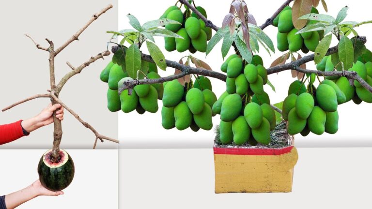 5 Tecniche Efficaci per Innestare Mango e Farlo Crescere in Fretta
