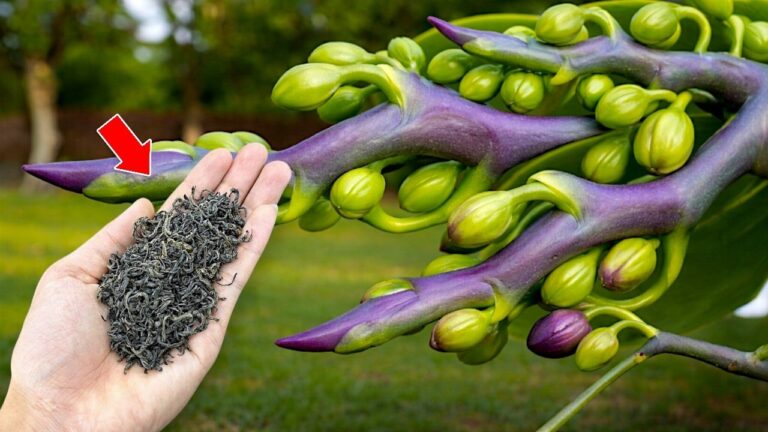 Fai fiorire le tue orchidee: 5 consigli per un’esplosione di fiori!