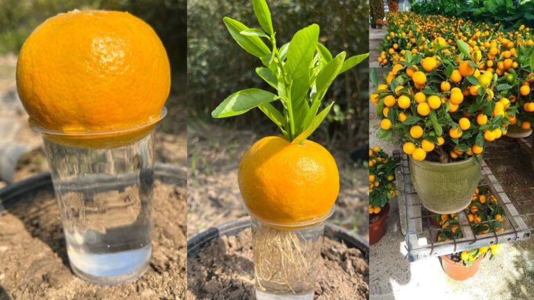 5 idee sorprendenti per far crescere arance e banane nel tuo giardino!