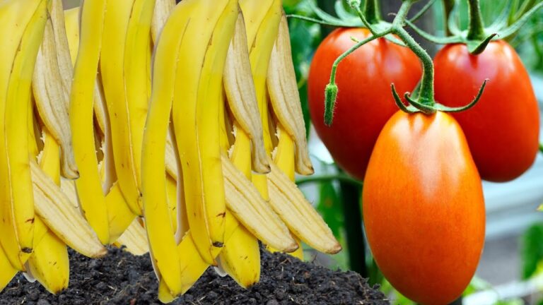 10 motivi per usare la buccia di banana come fertilizzante per piante fiorite