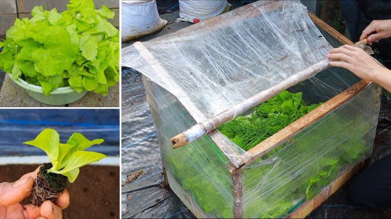 Crea la mini serra perfetta: 5 idee per coltivare verdure a casa!