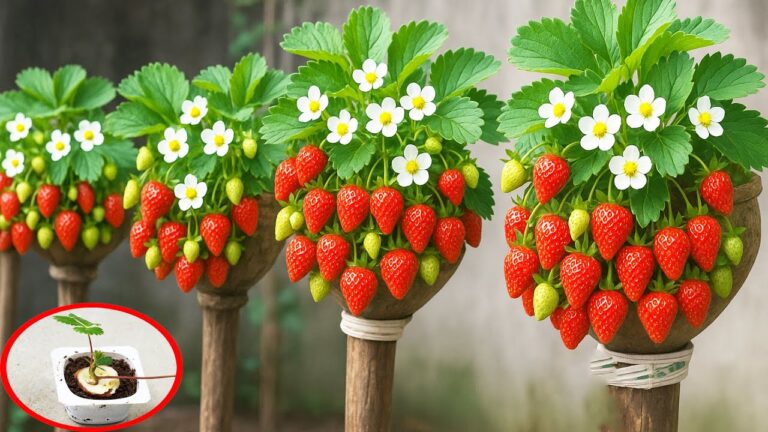 45 idee per riciclare bottiglie di plastica in un giardino verticale di fragole straordinarie!
