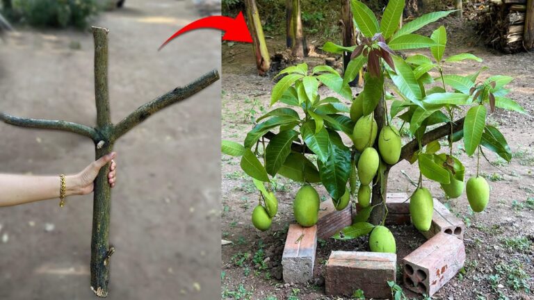 5 Passi per Innestare Mango con Aloe Vera e Ottenere Frutti Veloci!
