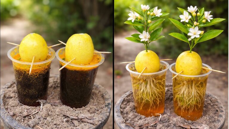 Scopri 3 trucchi per far germogliare un limone con Aloe e Pepsi!