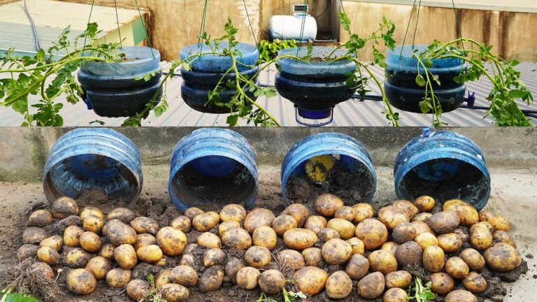 7 Passi per Coltivare Patate Giganti con Giardini in Bottiglia di Plastica