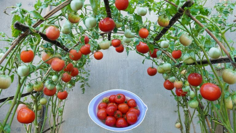 Coltivare pomodori: 5 segreti per una crescita rapida e frutti abbondanti!
