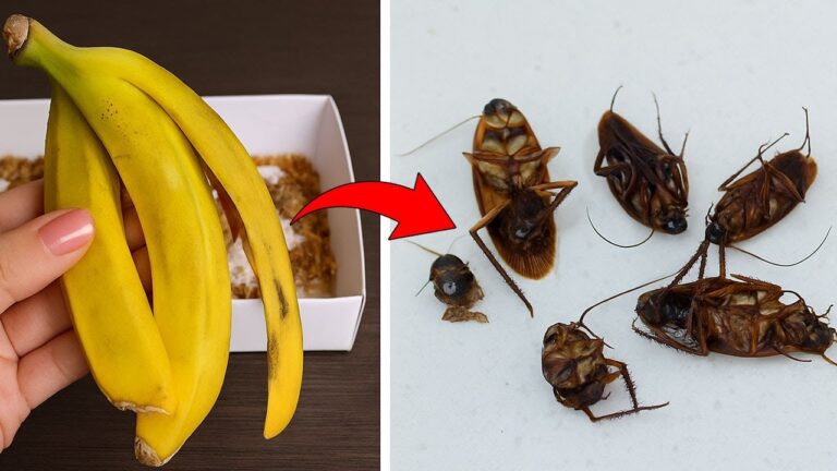8 Trucchi Efficaci per Eliminare gli Scarafaggi Senza Pesticidi!