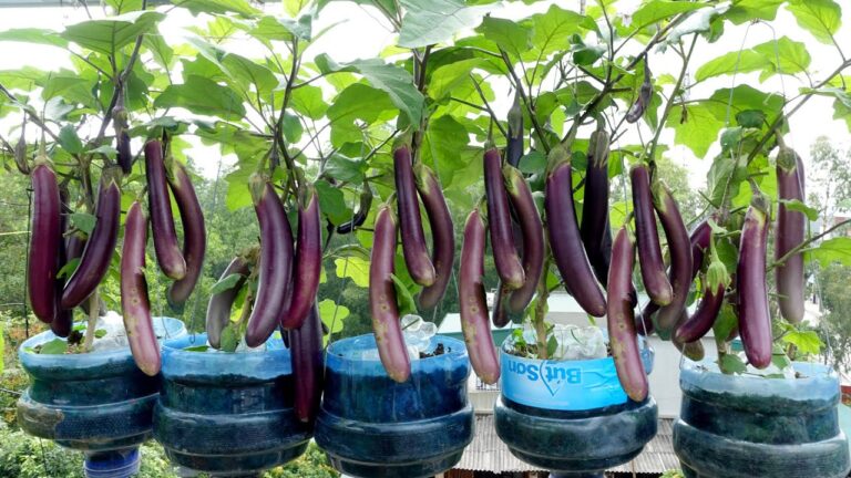 Raccogli 5 melanzane con bottiglie di plastica, senza giardino! Scopri come!