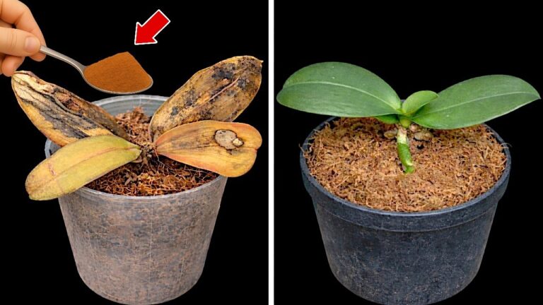 Scopri 1 trucco per far fiorire la tua orchidea tutto l’anno!