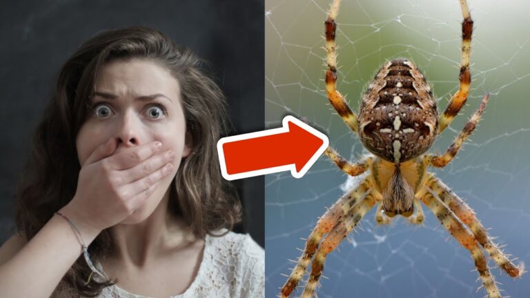 8 trucchi infallibili per tenere lontane le ragnatele da casa tua!