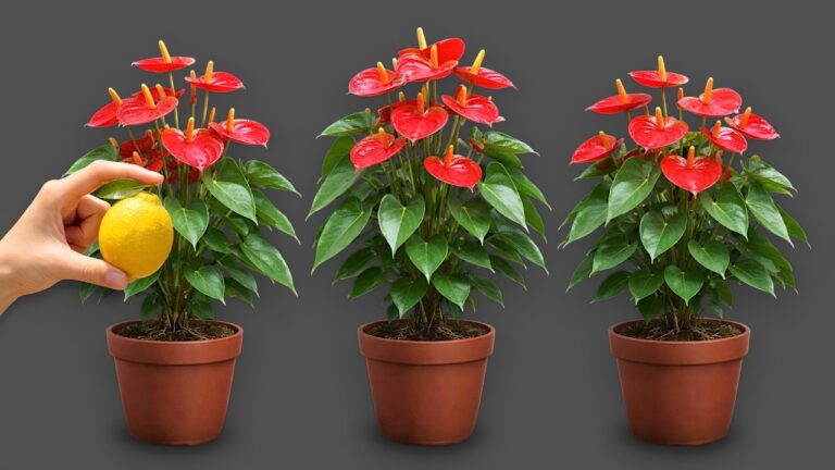 3 modi sorprendenti per far fiorire gli anthurium tutto l’anno!