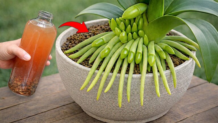 Scopri 5 segreti per far fiorire la tua orchidea in un batter d’occhio!