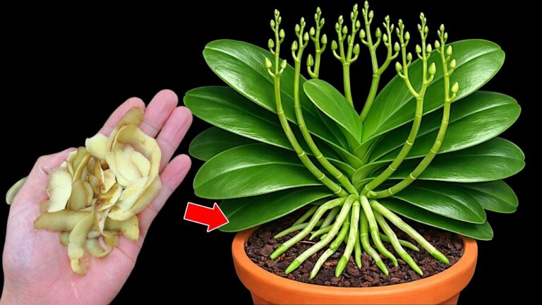 5 Segreti per Crescere Orchidee Forti e Fiorite in Pochi Passi