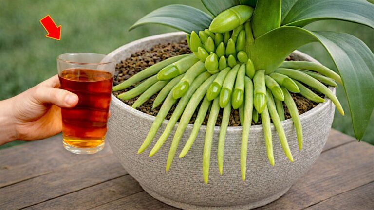 Scopri 1 segreto per far fiorire le tue orchidee con il caffè!