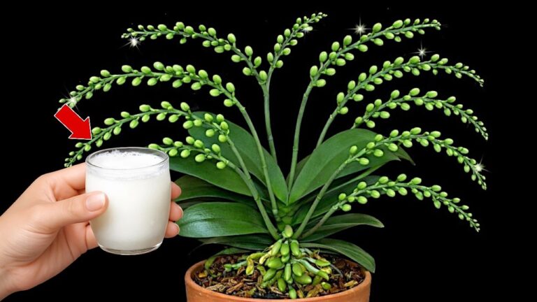 Fertilizzante DIY: 7 segreti per orchidee in fiore tutto l’anno!
