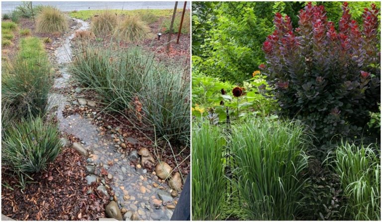 Come creare un giardino delle piogge e le 14 piante migliori da utilizzare