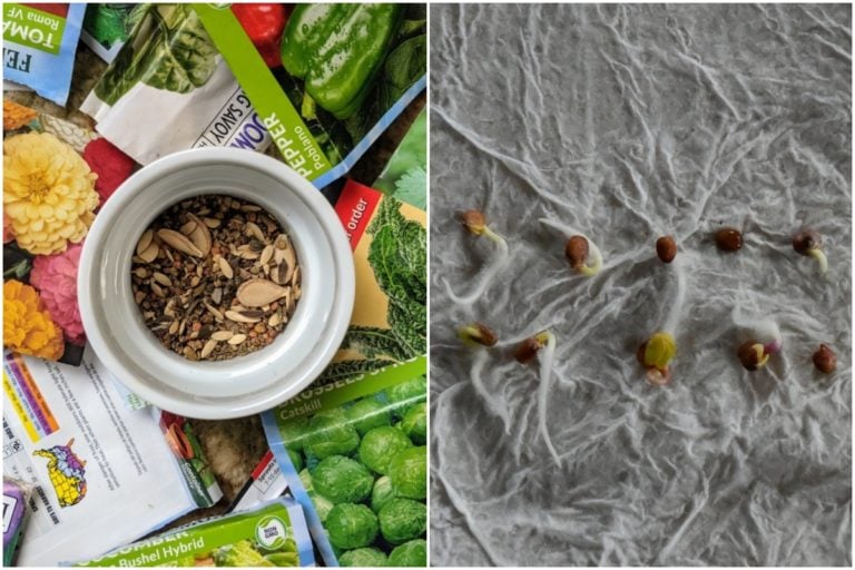 Come testare rapidamente la germinabilità dei semi da giardino e quanto durano